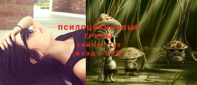 Псилоцибиновые грибы Psilocybine cubensis  где можно купить   Раменское 